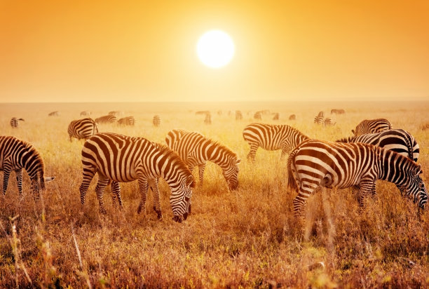 serengeti