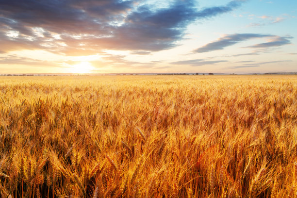 triticum