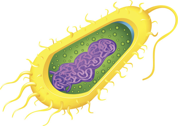 bacteria