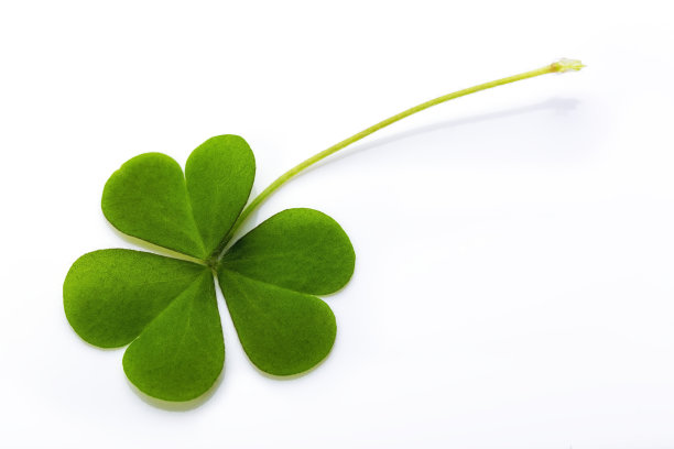 shamrock