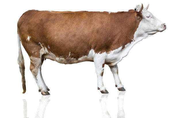 cattle