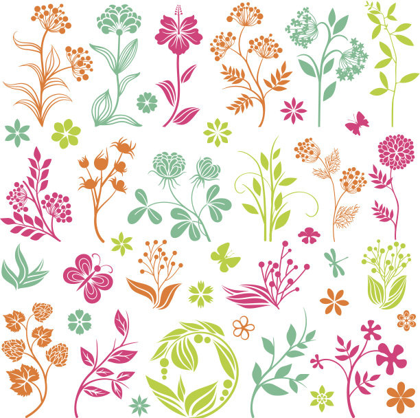 中草药菊花插画