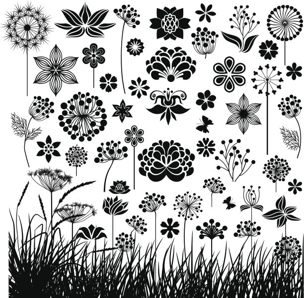 中草药菊花插画