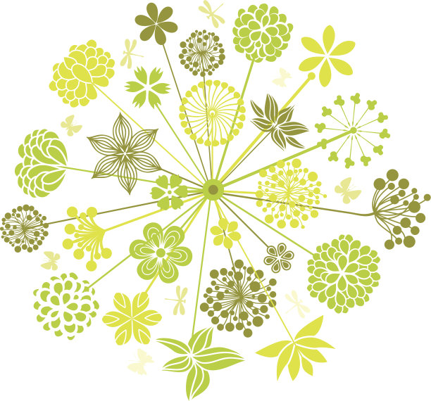 中草药菊花插画