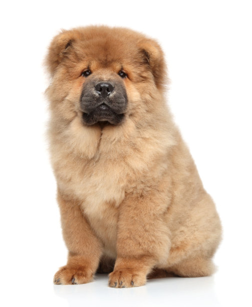 chow