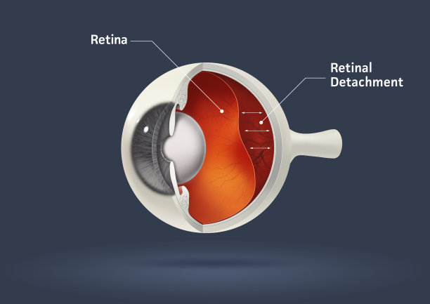 retina