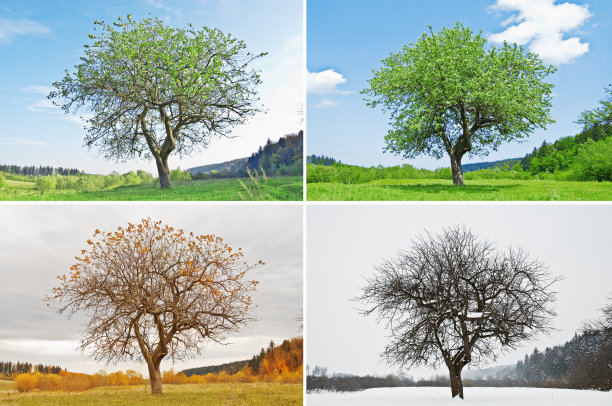 四季树