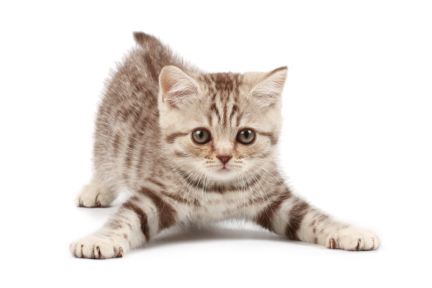 斑纹猫
