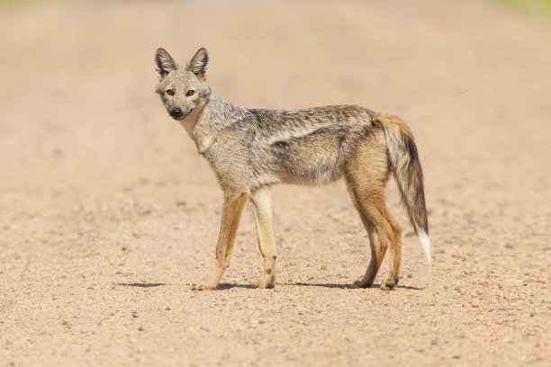 jackal