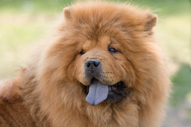 chow