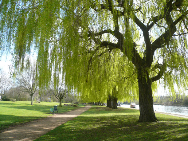 willow