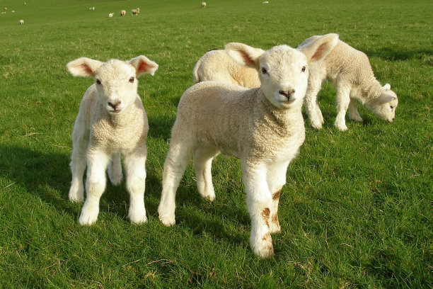 lamb