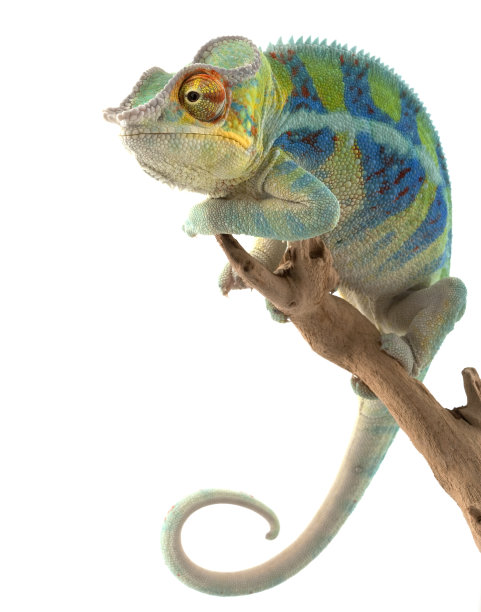 reptilia