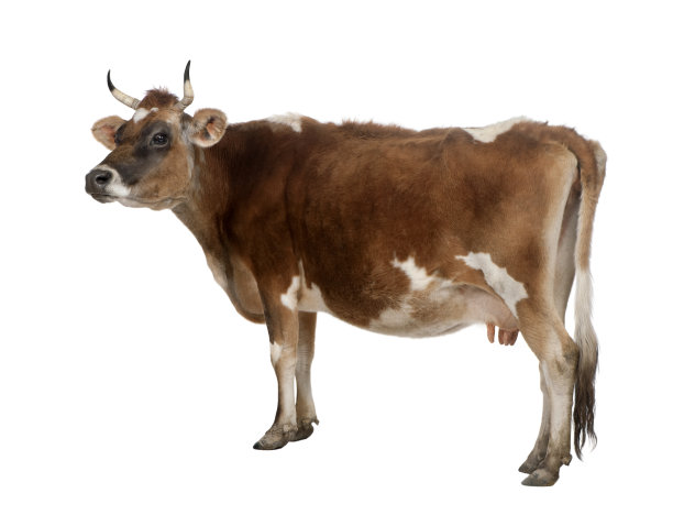 cow