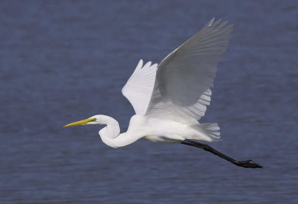 egret