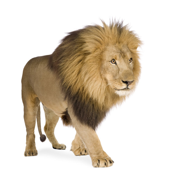 lion