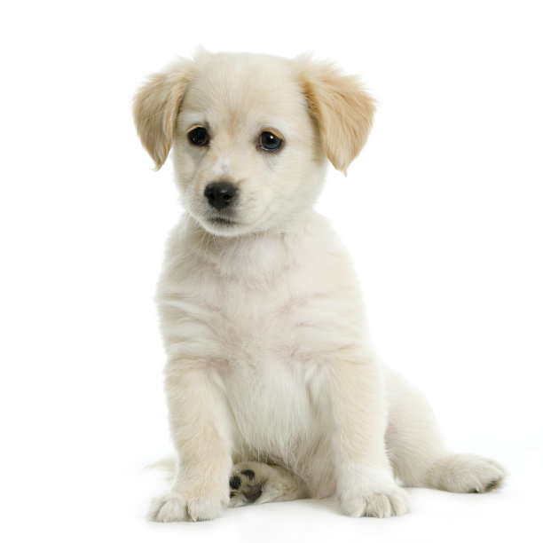 puppy