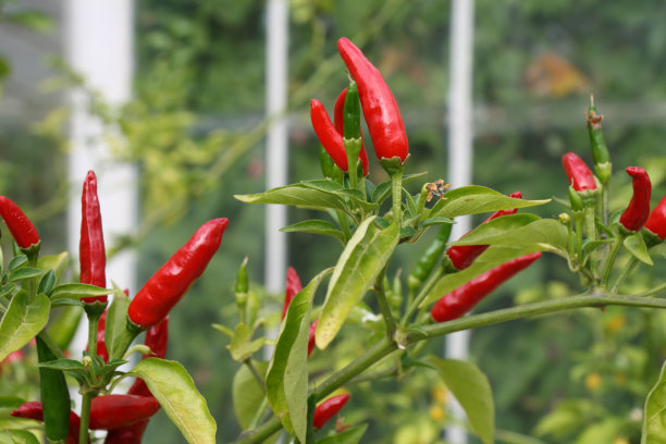 tabasco