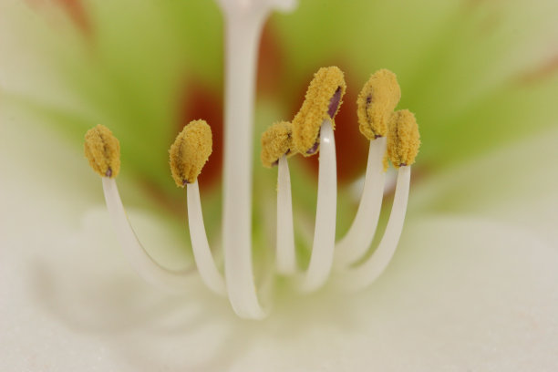 stamens