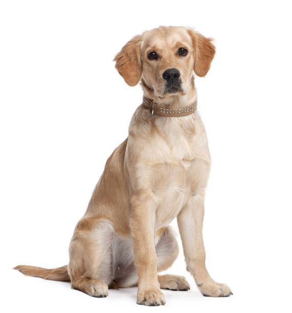 labrador