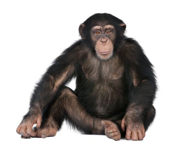 ape