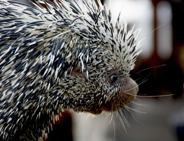 spiked