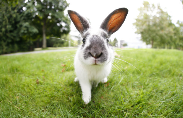 bunny