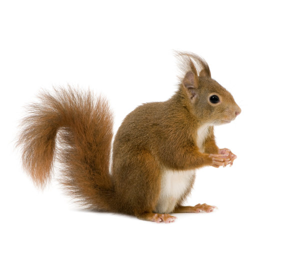 sciurus