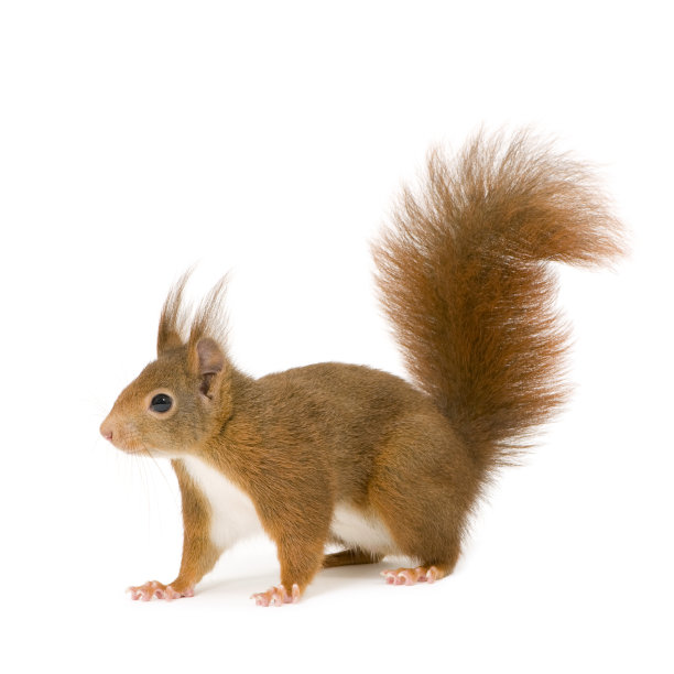 squirrel