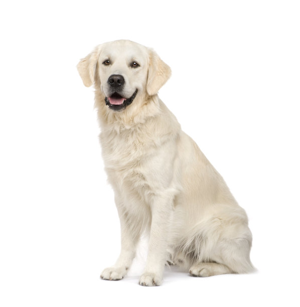 labrador
