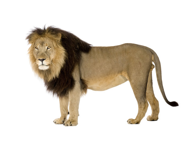 lion
