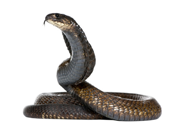 cobra