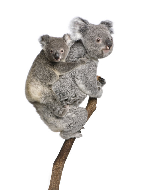 koala