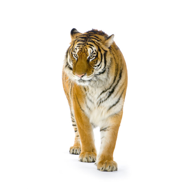 tiger