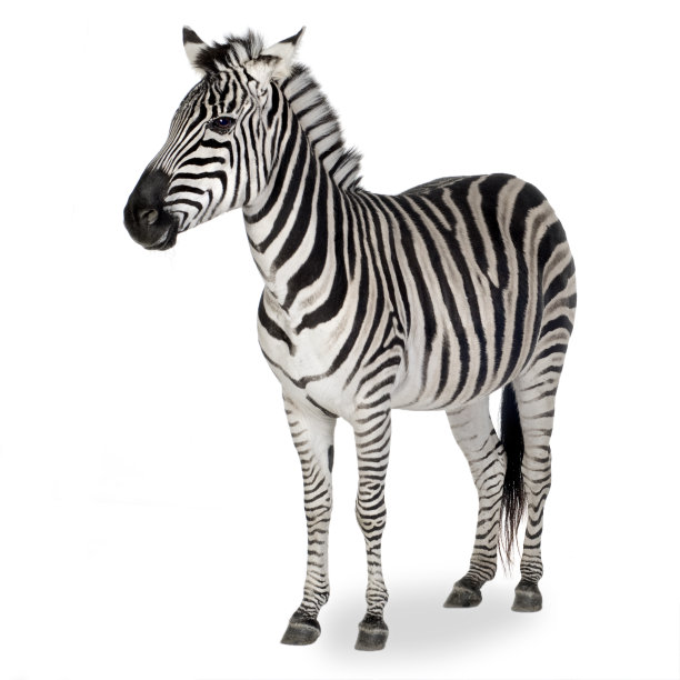 zebra