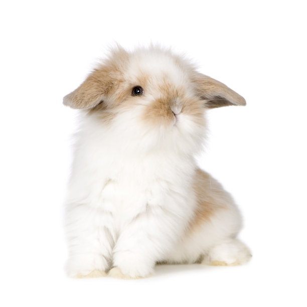 bunny