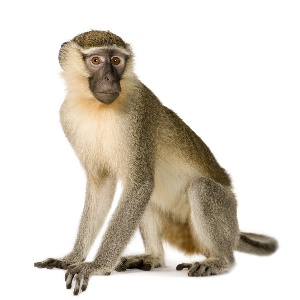 monkey