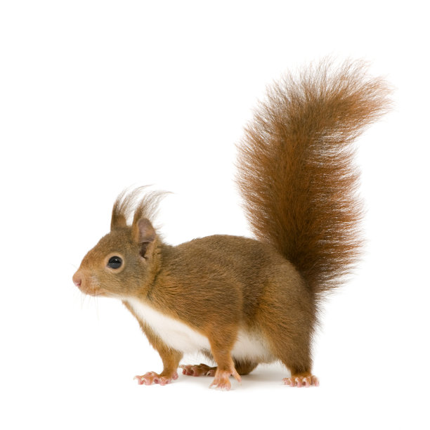 sciurus