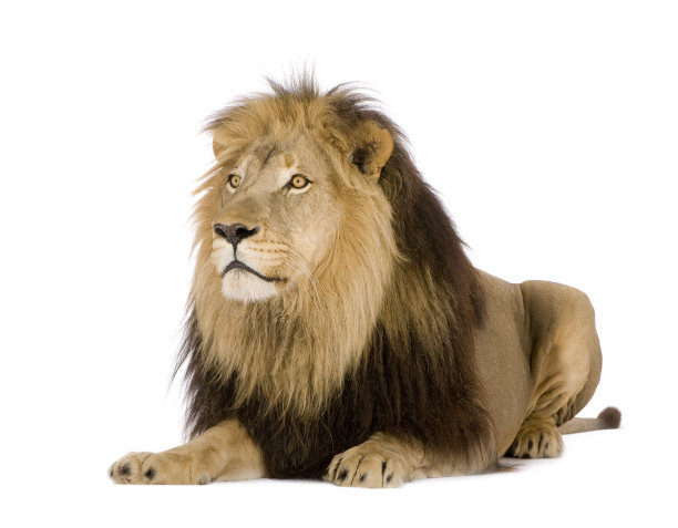 lions