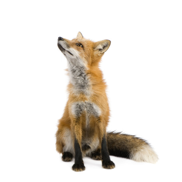 fox