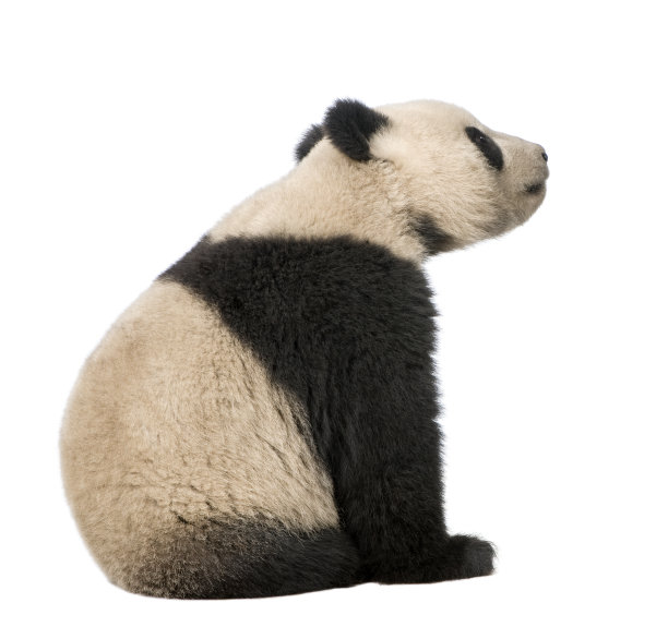panda