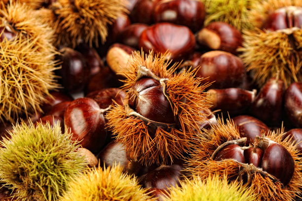 chestnut