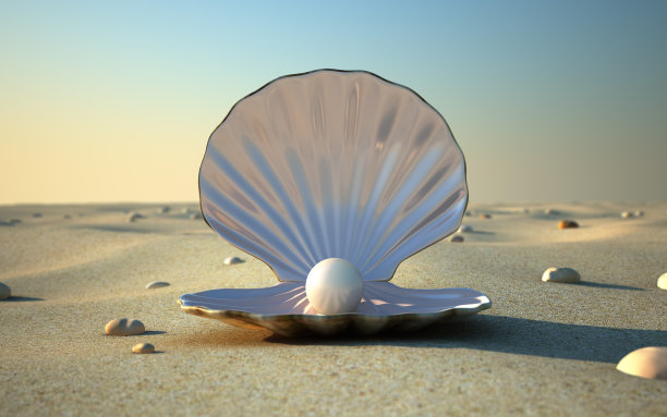 seashell