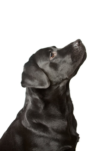 labrador