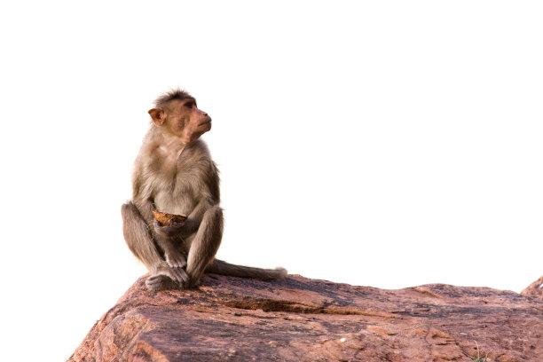 monkey