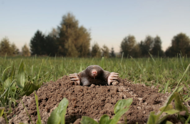 mole