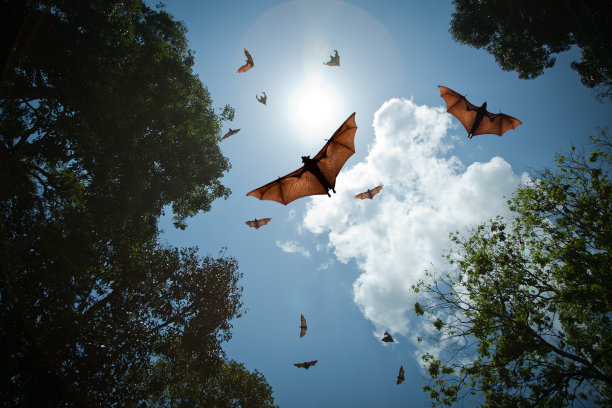 bat