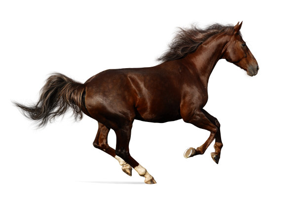 horse