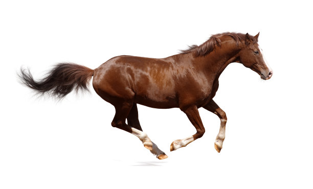 horse