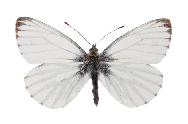 pieris
